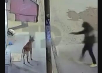 Agente de la Fiscalía Edomex, detenido por matar a un perro en Tultepec