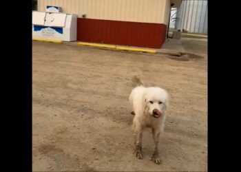 Max camina 8 km en la noche por un burrito… y se vuelve viral