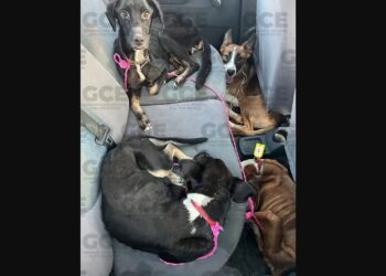 Denuncian grave maltrato animal en San Luis Potosí; rescatan a 18 perros en condiciones críticas