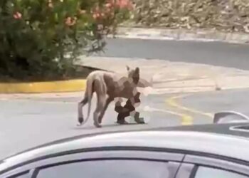 Puma caza a un gato en zona residencial de Monterrey; autoridades colocan trampa