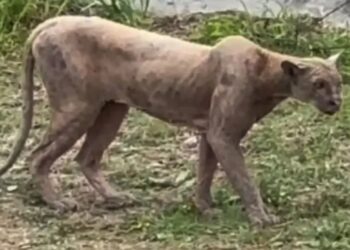 Puma captado en Monterrey está enfermo y desnutrido, advierten especialistas