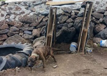 Rescatan a 11 perros encadenados y desnutridos en Querétaro