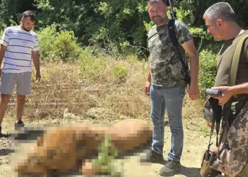 Cazador exhibe león abatido como trofeo