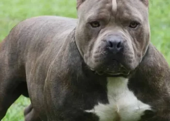 Pitbull en Ohio deja sin vida a bebé de un año