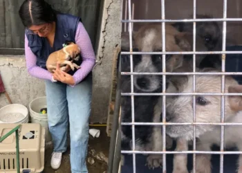 Autoridades de CDMX rescatan siete perros