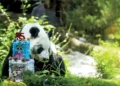 Se cierra un capítulo histórico: Xin Xin, la última panda del linaje mexicano