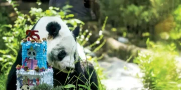 Se cierra un capítulo histórico: Xin Xin, la última panda del linaje mexicano