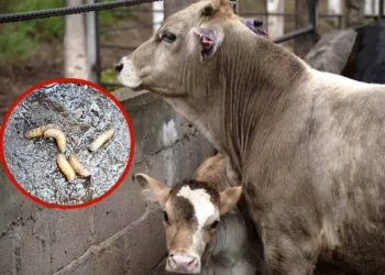 Piden cerrar la frontera sur para contener plaga del gusano barrenador