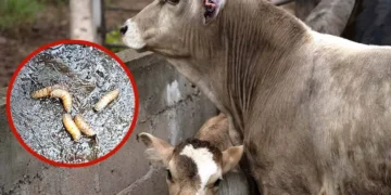 Piden cerrar la frontera sur para contener plaga del gusano barrenador