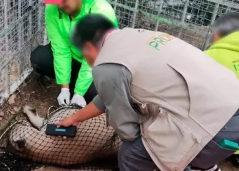 Autoridades rescatan a un puma herido en Hidalgo