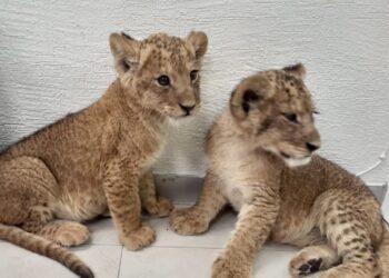 Restaurante en China ofrece abrazar leones cachorros