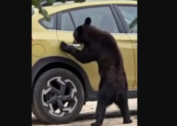 Oso abre camioneta y asusta a turistas en Monterreal