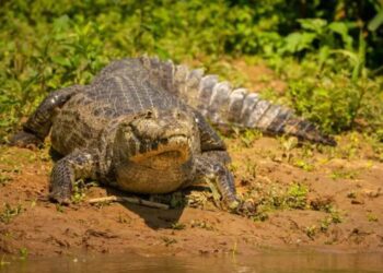 Caimán vuelca canoa y mata a mujer en Florida; investigan condiciones de seguridad