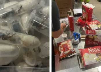 Mil 500 crías de tarántula escondidas en cajas de galletas