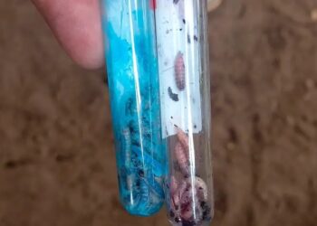 Repuntan casos de gusano barrenador en México; perros en riesgo