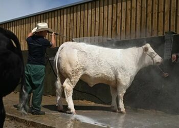 Sheinbaum ve exagerado cierre de frontera por plaga