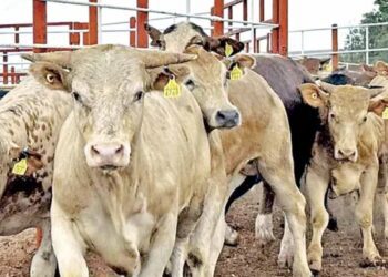 Alertan riesgo sanitario por ingreso de ganado nicaragüense a través de Sinaloa