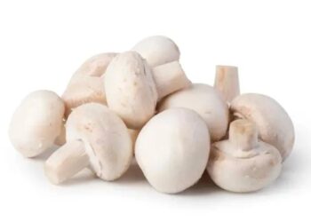 Hongos comestibles de México: variedades, temporada y formas de consumo