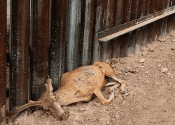 UNESCO presiona a México y EU para salvar biodiversidad en El Pinacate