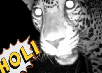 Jaguares sorprenden con su presencia en Chichén Itzá