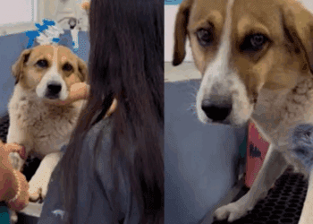 Perro herido de bala en Hidalgo moviliza a rescatistas y desata campaña de apoyo