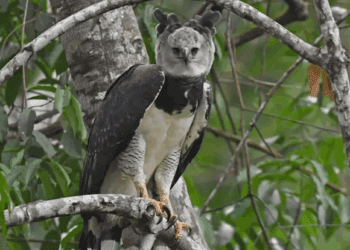 Águila arpía reaparece en la Selva Lacandona tras 12 años