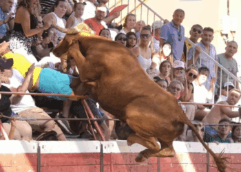 Toro irrumpe en gradas y deja heridos en Navarra