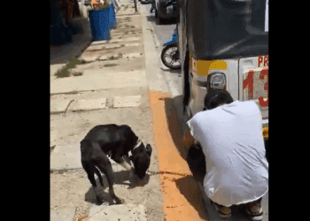 Detienen a mototaxista por arrastrar a una perrita; enfrenta cargos por maltrato