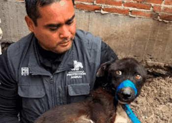 Rescatan a nueve perros en condiciones críticas en Querétaro