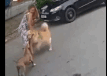 Mujer embarazada enfrenta a pitbulls sueltos para defender a su perro