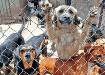 En Día del Perro, alertan sobre maltrato en CDMX