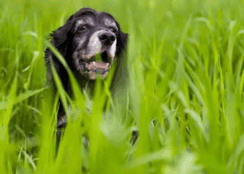 Comer pasto: qué significa en los perros y cuándo es peligroso