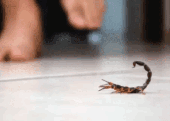 Evita alacranes en casa con estos consejos prácticos