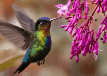 Así descansan los colibríes: secretos del sueño de las aves más inquietas