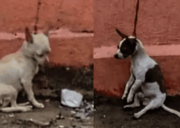 Indignación por maltrato animal en Veracruz; exigen rescate urgente