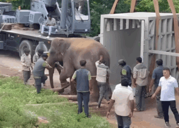 Indignación por envío de elefantes a Japón: expertos y activistas cuestionan intercambio entre zoológicos