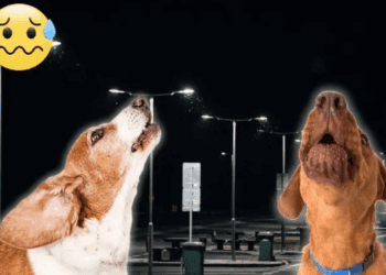 ¿Por qué aúllan los perros de noche? La ciencia y las creencias detrás del misterio