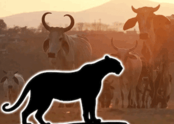 Crece la alarma en Veracruz por ataques a ganado; temen regreso del chupacabras