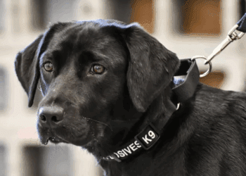 La historia de Lulu, la perrita que renunció a la CIA