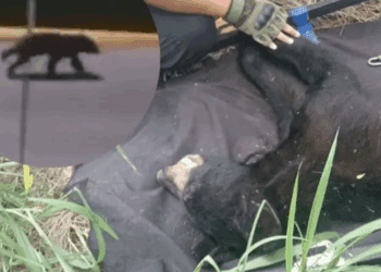 Capturan a oso que caminaba en plaza comercial de San Pedro