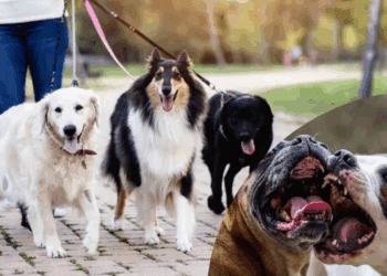 Alertan sobre extorsiones con peleas de perros en CDMX