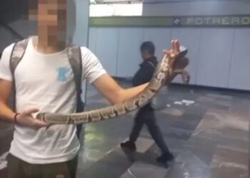 Joven intenta ingresar al Metro CDMX con serpiente y termina detenido