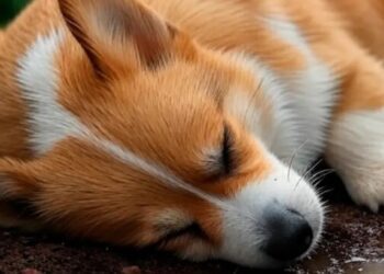 Rescatan a perro colgado en vivienda de Chetumal; investigan posible maltrato