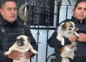 Policías salvan a tres perritos de incendio en Tlajomulco
