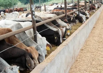 Sheinbaum destaca acuerdo con EE.UU. sobre ganado mexicano