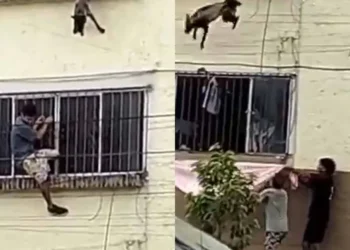 Vecinos rescatan a perro atrapado en un cuarto piso