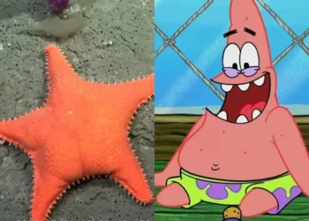 Estrella de mar igualita a Patricio Estrella