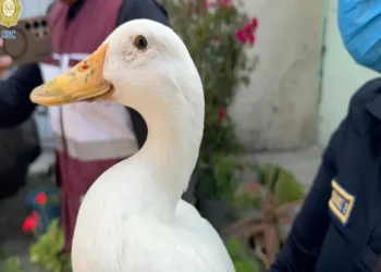 Rescatan a un pato de incendio en fábrica de Iztacalco