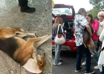 Policías rescatan a perrito abandonado