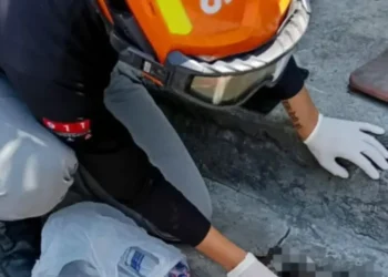 Atropellan a tlacuache y a dos de sus crías